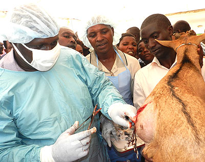 Farmers under the One Cow per Family initiative will have their cows treated for free, while for others, a major surgical operation on a cow will cost Rwf 15,000.   Dr Asiimwe cond....