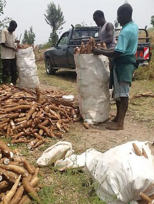 Workers prepare to transport cassava from the farm. Africa has been called upon to increase funding to the agriculture industry. The New Times / File photo