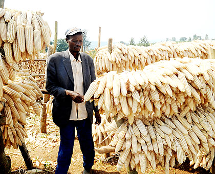 A maize farmer checks out his produce in the farm. Lack of progress by Maiserie has affected many farmers, who would see re-privatisation of the plant as a leap in the right direction.    The New Times/ File.