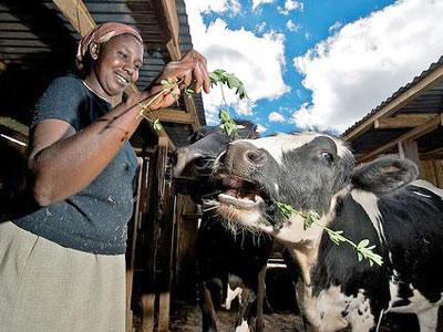 Alice Mutesi feeds one of her cows. Sunday Times/Stella Ashiimwe