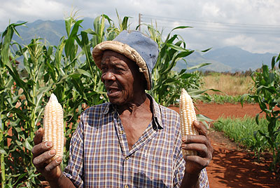 Poor weather has hurt maize production in Kenya. Net photo