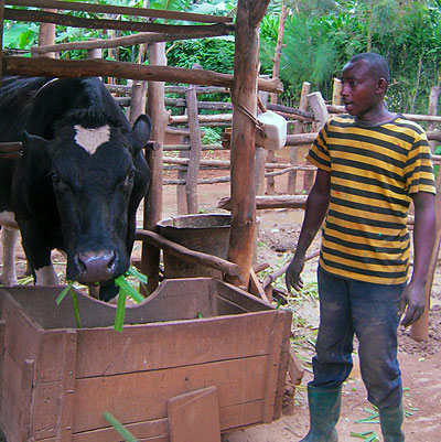 A man looks at his cow acquired through the Girinka programme. The New Times/ File Photo