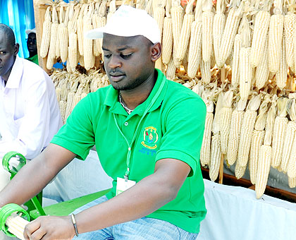 Maize is believed to be key to national food security. The New Times/ JP Bucyensenge.