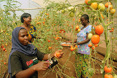 Farmers picking tomatoes.  The New Times/ File