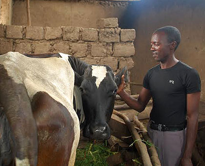 Using loans from a local micro-finance cooperative, Ndamuzeye managed to invest in agriculture and livestock farming. The New Times/  Jean Pierre Bucyensenge.