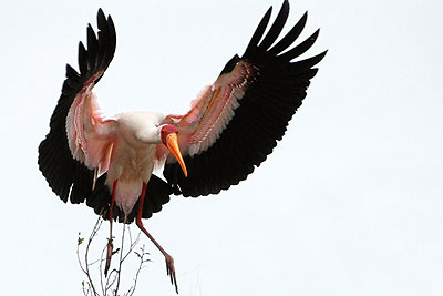 A yellow billed stork is one of the things that made Nyungwe NP shine. Rwanda is every birdersu2019 dream with many endemic and rare species. The New Times / Net