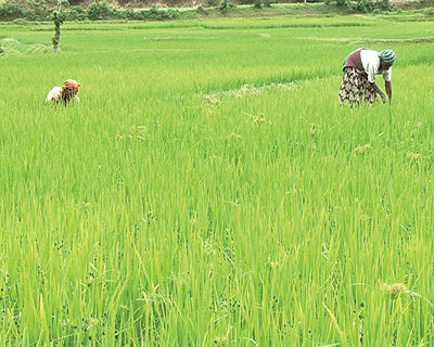 Farmers tend to a rice pad. Lack of funding is affecting the growth of the agriculture sector. The New Times / Seraphina Habimana 