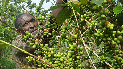 A farmer prunes coffee trees. The New Times/ File.
