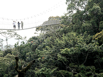 Tourists enjoy canopy crossing using ropes in Nyungwe Forest. The EAC single tourist visa will ease accessibility to regional tourism hubs. The New Times/File