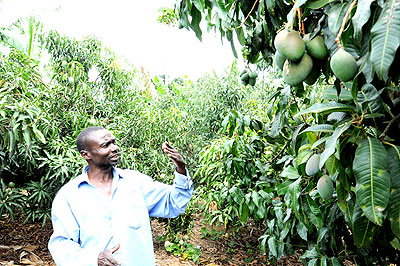 Thaddu00e9e Munyemana inspects his mangoes. The New Times/Seraphine Habimana