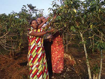 Huye farmers harvest coffee. Coffee growers are unhappy about the poor rates offered by dealers. The New Time /File photo