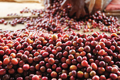 Ripe coffee cherries. Export cash went down in November, 2013.