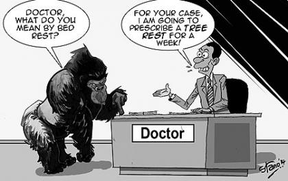 Gorillas, like human beings, fall sick. They suffer from diseases such as TB, diarrhoea, measles, typhoid and are also prone to body injuries.