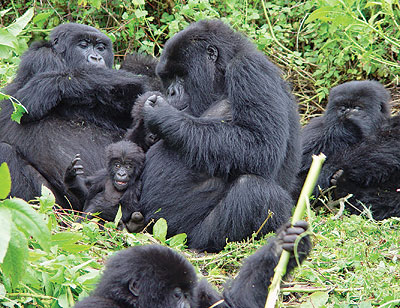 Gorilla tracking is one of the major tourist attractions that should get a boost from the initiative. The New Times / File