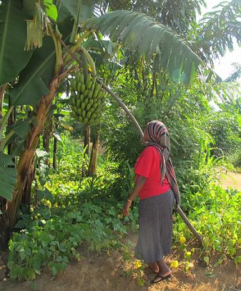 A woman checks on a banana plant. The deadly banana disease that has spread to most parts of the country is threatening production. New Times/File.
