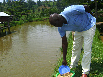 Jerome Musomandera feeds the fish in ponds. The New Times/Sarah Kwihangana