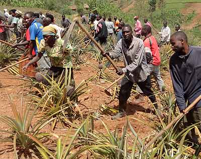 Up to 80 per cent of CEPGL citizens depend on agriculture. The region is blesse  immense economic opportunities that can be harnessed to improve the wellbeing of its citizens. The New Times/ File. 