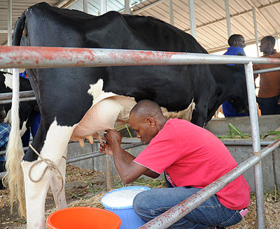 Most of the milk such as this is consumed raw. The New Times/John Mbanda.