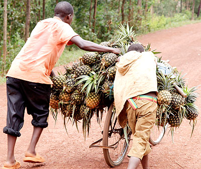 Farmers in Rwamagana push pineapples on a bicycle. The New Times/ John Mbanda.