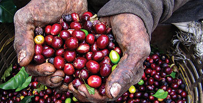 A farmer displays coffee beans after harvest. File.