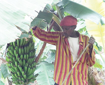 Kayihurau2019s banana stalks weigh between 100 and 150 kgs each and  cost between Rwf3,000 and 3,500 each. Jean Pierre Bucyensenge.