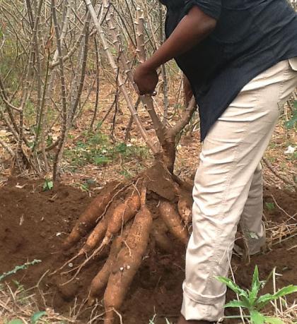 Helping small holder farmers increase production is one of the ways that can reduce global poverty, especially in developing countries. Net photo