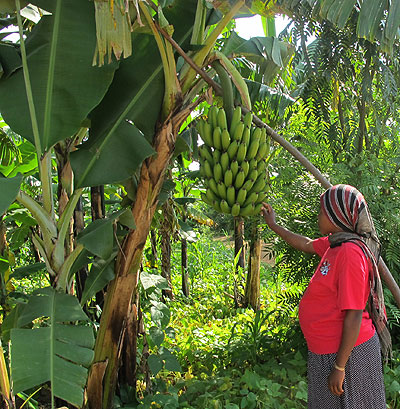 A woman in Nyagatare District inspects her banana plantation.  File.