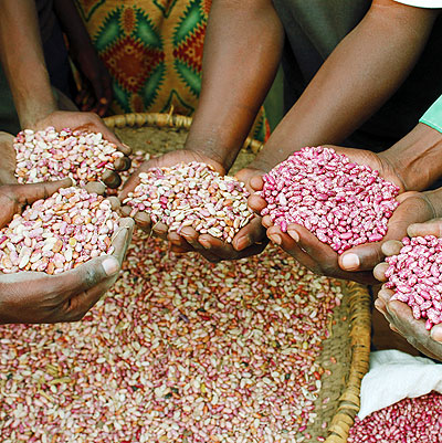 Rwanda is a major producer and exporter of beans but the country can do much better with regard to other crops to boost the economy. File.