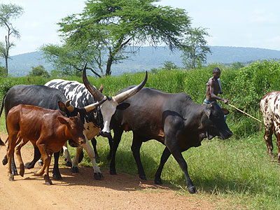 A farmer in the countryside tends to livestock. File.