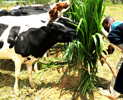 A farmer feeds his Friesian cow. Many farmers who who purchased heifers in a deal with Minagri have asked for compensation.  File.