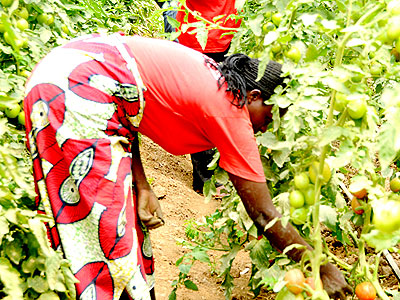 A farmer checks on tomatoes in a green house. Stakeholders in agriculture have called for more efforts in ensuring that farmers produce nutritious foods that would help fight hunge....