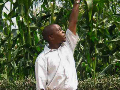 A farmer in a maize garden. Better and timely fertilizers will reach farmers when middlemen are removed from the import chain. (Peterson Tumwebaze)