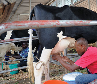 Dairy farmers milk their cows. Farmers in Rusizi have got a ready market for their milk thanks to a new plant.  Net photo