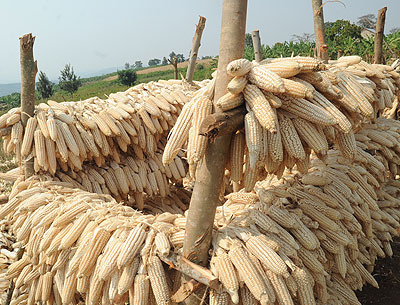 Farmers say delay in seed distribution  affects food production in the country. File. 