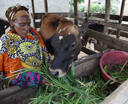 Families that received cows under the Girinka programme have seen their income levels rise remarkably. File.