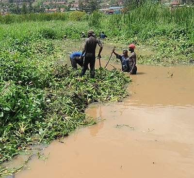 People clear water hyacinth from Nyabugogo swamp in the recent past.   John Mbanda. 