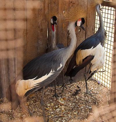 Dr Nsengimana was recognised for his efforts in saving the grey-crowned crane, a tottem in some local cultures, that conservationists worry face extinction. Timothy Kisambira.