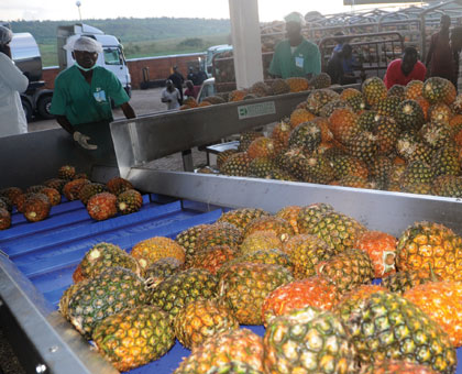 Workers prepare to wash pineapples before they are processed. Producers like these will have to dig deeper into the coffers to pay for water used if the new proposal to increase charges on industrial users are effected. (File)