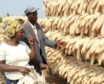 Farmers drying their produce. (File)