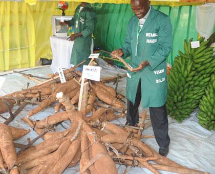 Cassava tubers at a previous agricultural show. Farmers want better prices. (File)