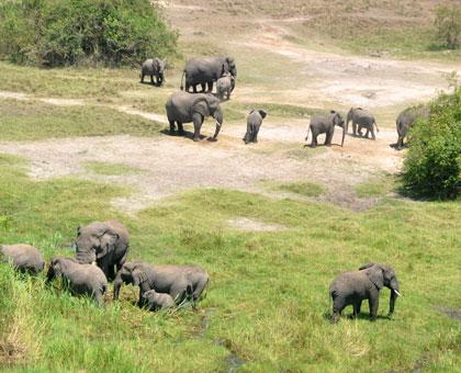 An aerial view of the elephants at Akagera National Park. (Allan Brian Ssenyonga)