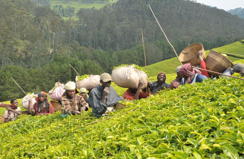 Re-emphasising quality along the value chain of supply will boost competitiveness in the tea industry. (File)