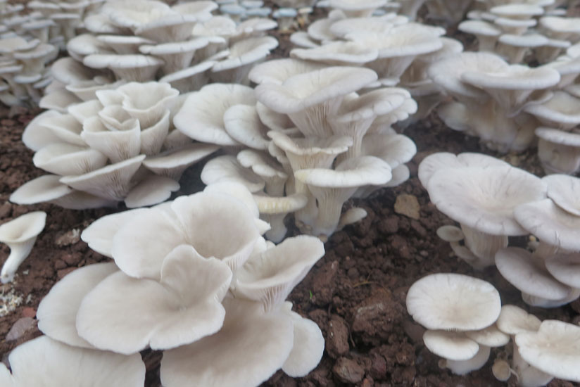 Mushrooms that are ready for harvest. 