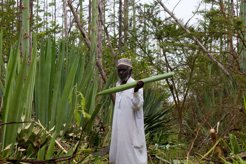 78-year-old Tchuma Ndoli Jumayine cuts sisal plants in his plantation in Nemba cell, Rweru sector, Bugesera. (File)