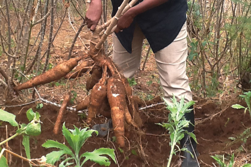 A farmer harvests cassava. Concerted efforts are needed to support small-and-medium entrepreneurs and farmers.