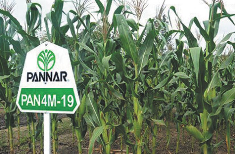 A maize demonstration farm. Use of fertilisers and micronutrients is key to ensure food security.