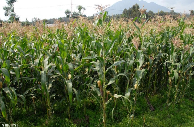 A maize plantation in the Country side. (File)