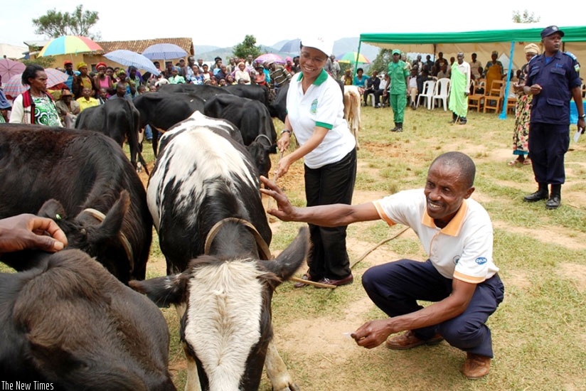 DG Rema, Dr Rose Mukankomeje hands a cow to one of the  beneficiaries on Thursday.  (Courtesy)