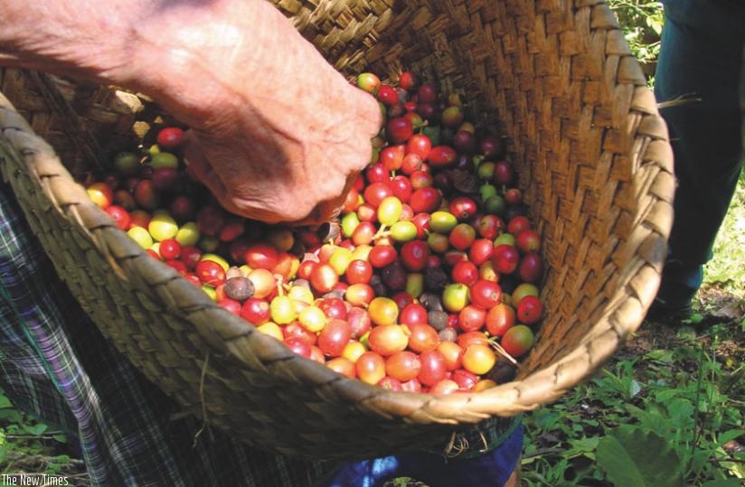 A farmer prepares to take red coffee cherries to a washing station. NAEB says Rwanda's specialty coffee is less likely to be affected by the current drop in prices at the global market. (File)