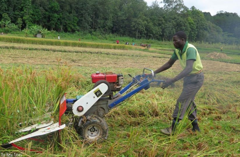 A farmer harvests rice in Southern Province. (File)